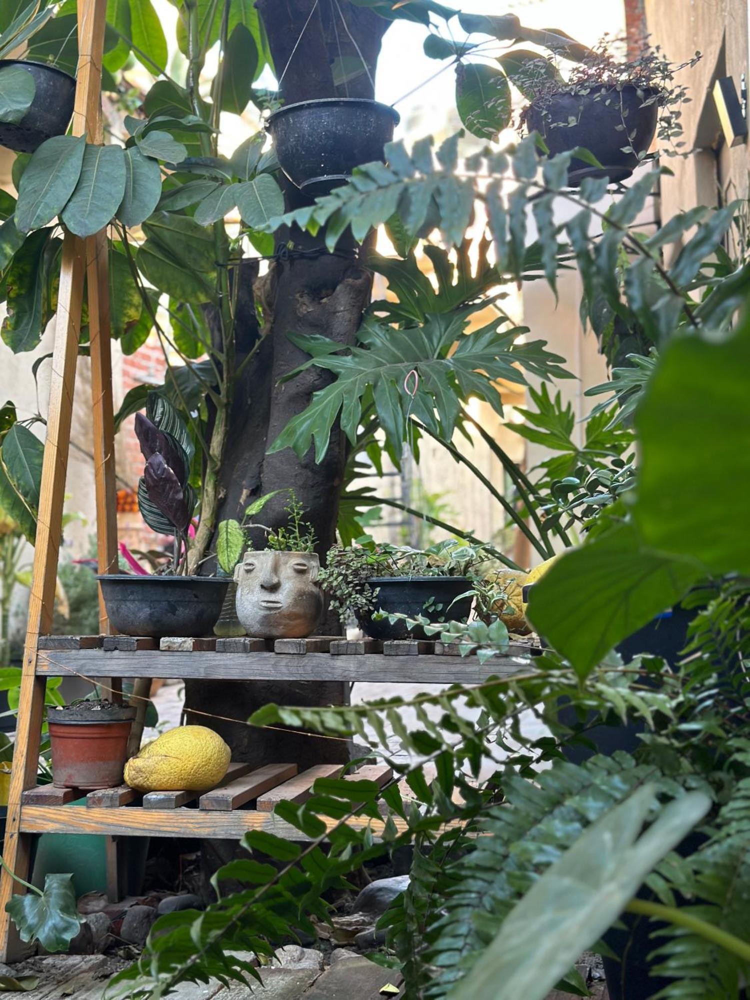 509 Accommodation Oaxaca Екстериор снимка